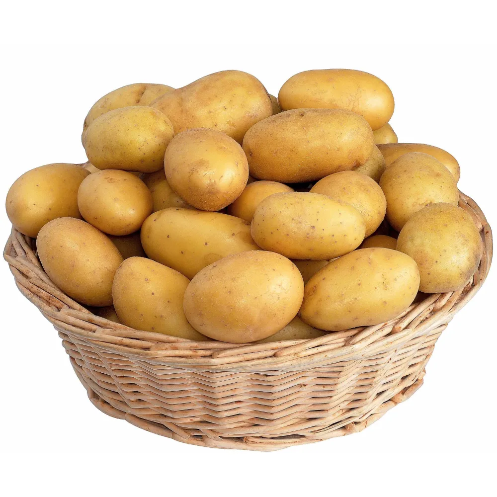 Pomme de terre Blanche Solanum tuberosum blanche (cn 991131)