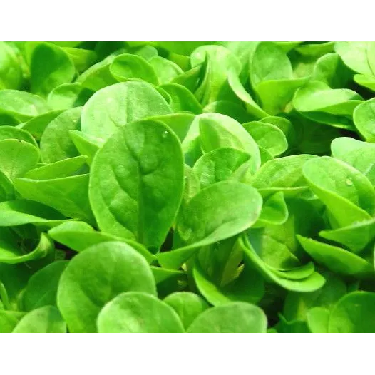 Mâche Verte à coeur plein | Semences bio et reproductibles | Semailles