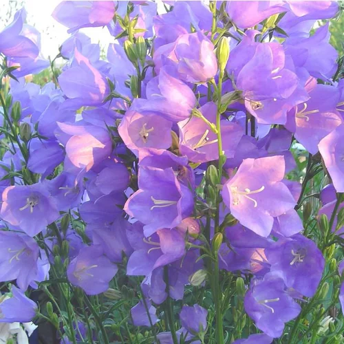 Campanula Persicifolia Hakion (Bleu) - Le pot de 1 litre