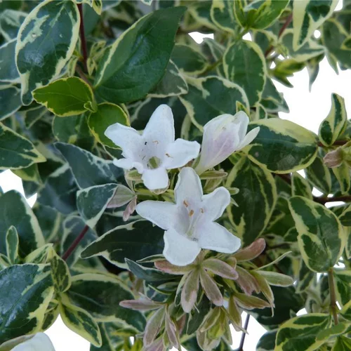 Abelia X Grandiflora Sparkling Silver touffe. Le pot de 3 litres