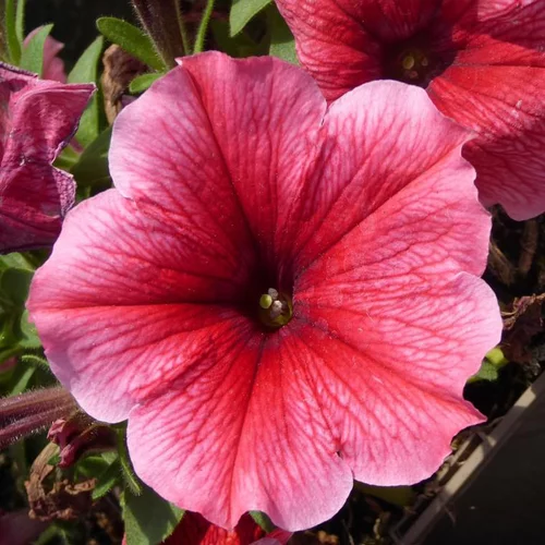 Petunia retombant - Le pot de 4,6 litres