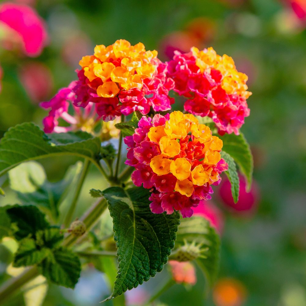 3 Lantana Passionfruit Lantana Passionfruit