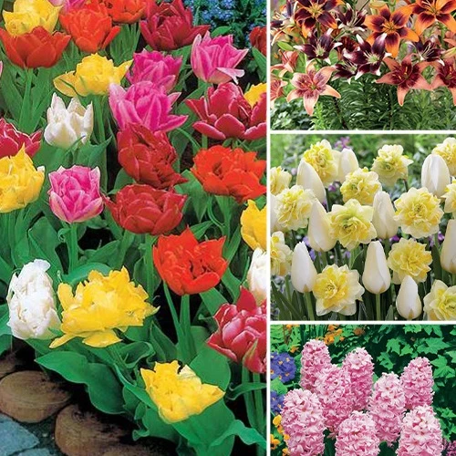 100 bulbes de printemps