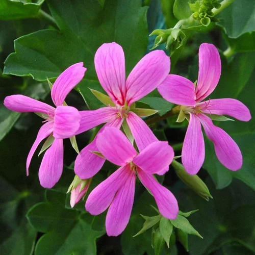 Geranium Lierre Simple - La barquette de 6 plants