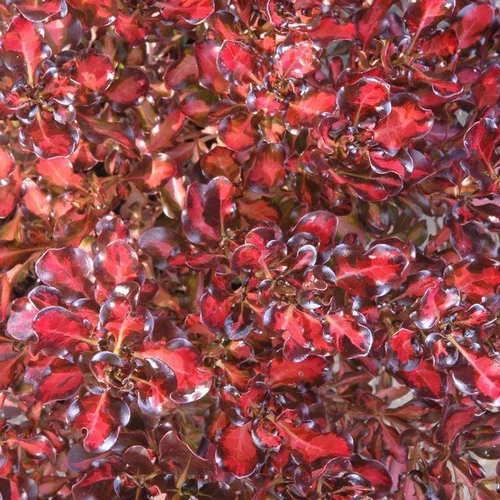 Coprosma Repens Pacific Sunset multicolore en pot de 4 L