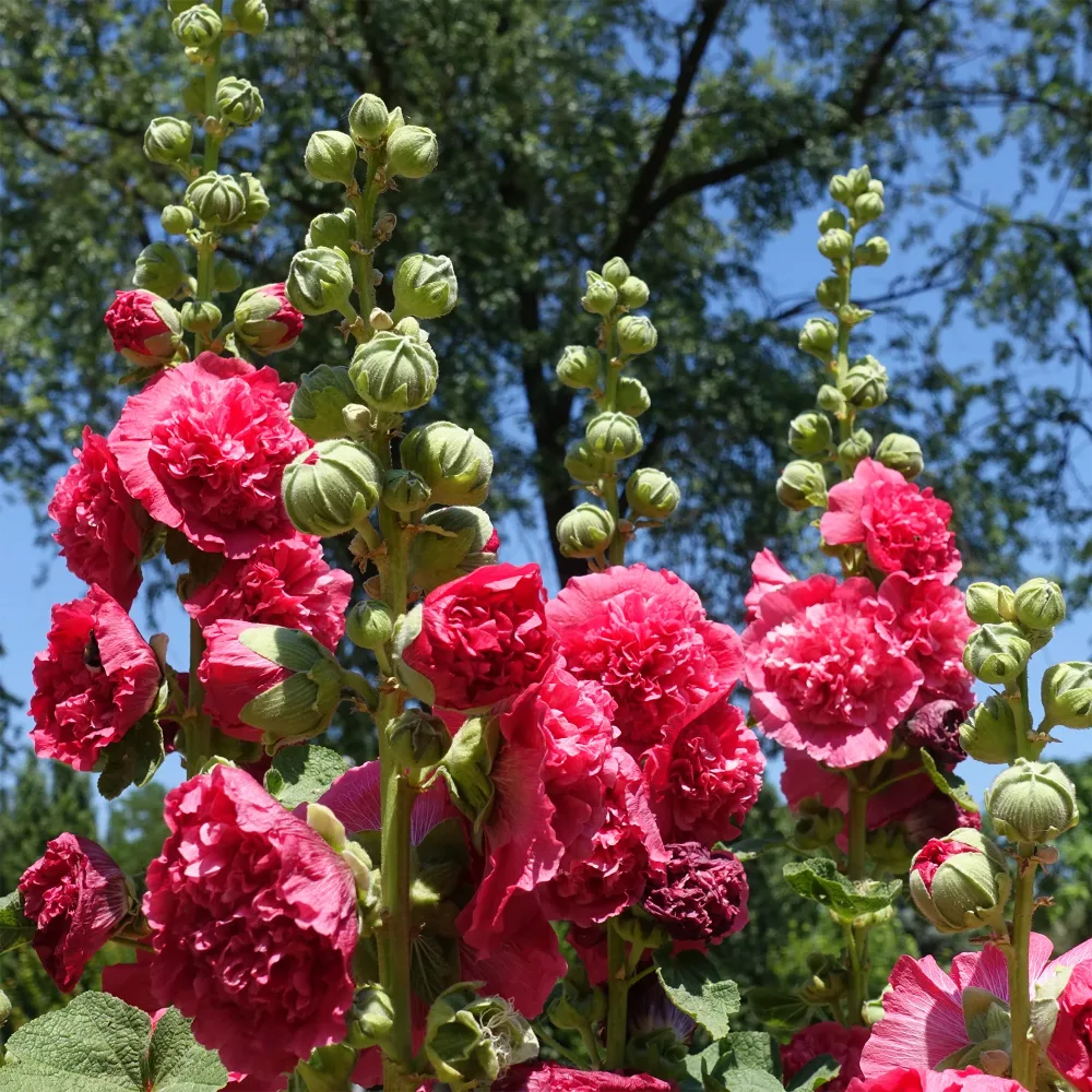 Rose trémière Chater's Double Rouge Alcea rosea Chater's Double red
