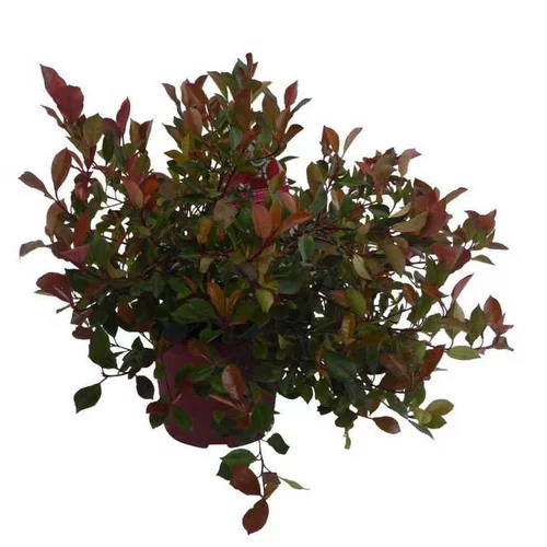 Photinia Fraseri Little Red Robin rouge en pot de 2 L