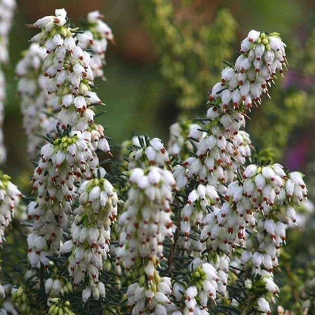 Bruyère d'hiver Katia Erica darleyensis katia