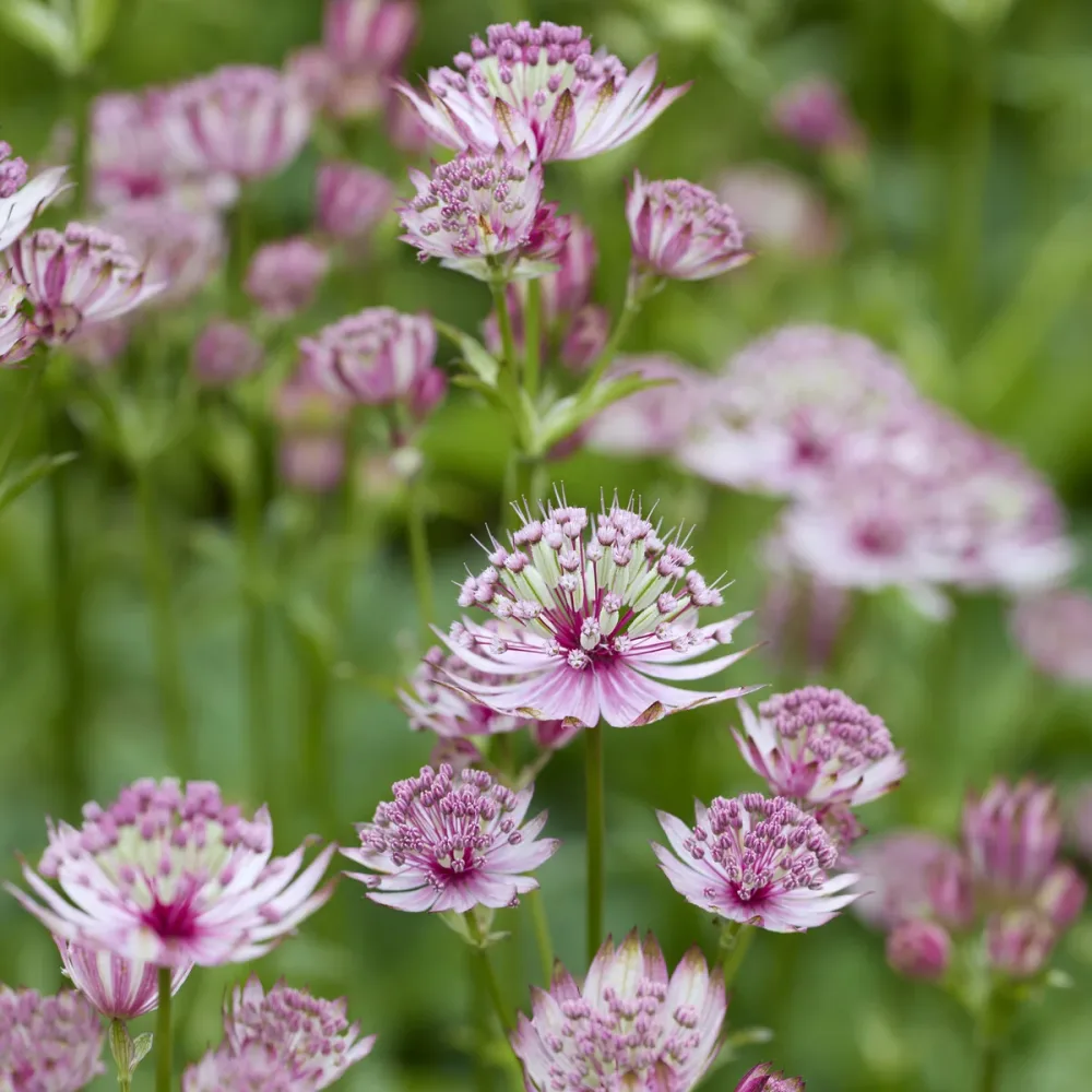 Grande astrance Astrantia major