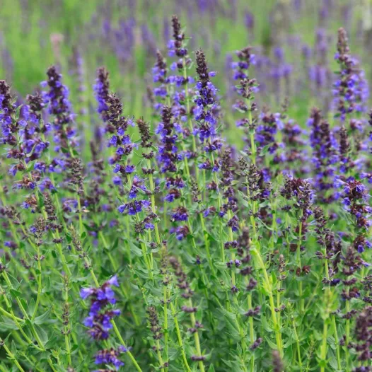 Graines d'Hysope bio | Graines aromatiques