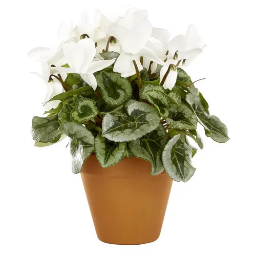 Cyclamen grandes fleurs blanc decora - Le pot de diamètre 20 cm