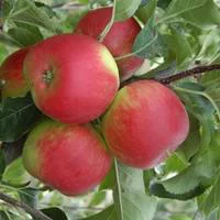Pommier Delbard Celeste® Deltana. Le pot de 15 litres, forme 1/2 tige