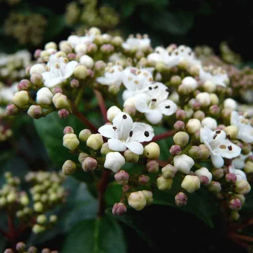 Laurier-tin (Viburnum Tinus) Eve Price palissé. Le pot de 45 litres