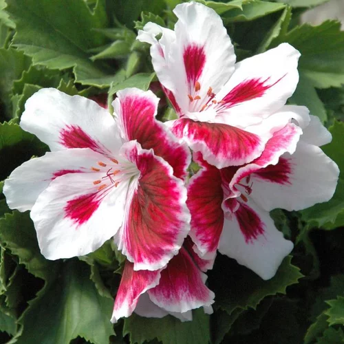 Pélargonium à grandes fleurs - Le pot de 2,5 litres