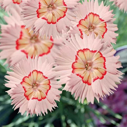 Dianthus Nain Tequila Sunrise - Le pot de 9 x 9 cm