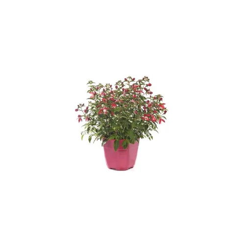Fuchsia érigé - Le pot de 5 litres