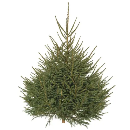 Sapin de Noël naturel coupé Épicéa - de 150 à 175 cm