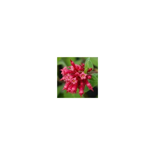 Cestrum - Le pot de 1 litre