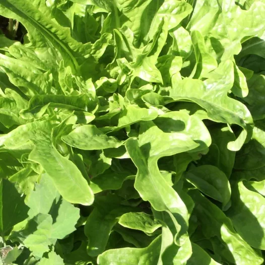 Laitue Radichetta | Semences bio et reproductibles
