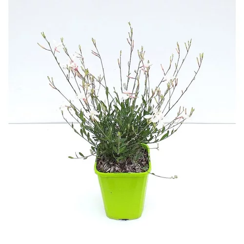 Gaura Lindheimeri Snow Fountain - Le pot de 2 litres