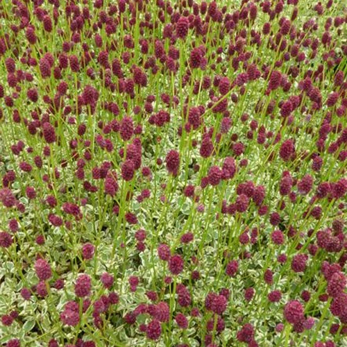 Sanguisorbe Little Angel Petite pimprenelle Little Angel Sanguisorba little angel