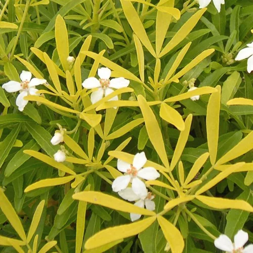 Choisya Arizonica Aztec Gold – Pot de 4L