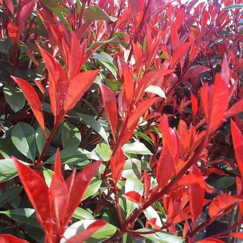 Photinia Fraseri 'Carré Rouge' en pot de 7.5 L rouge