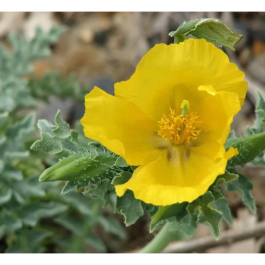 Graines bio de Pavot Cornu - Glaucière jaune