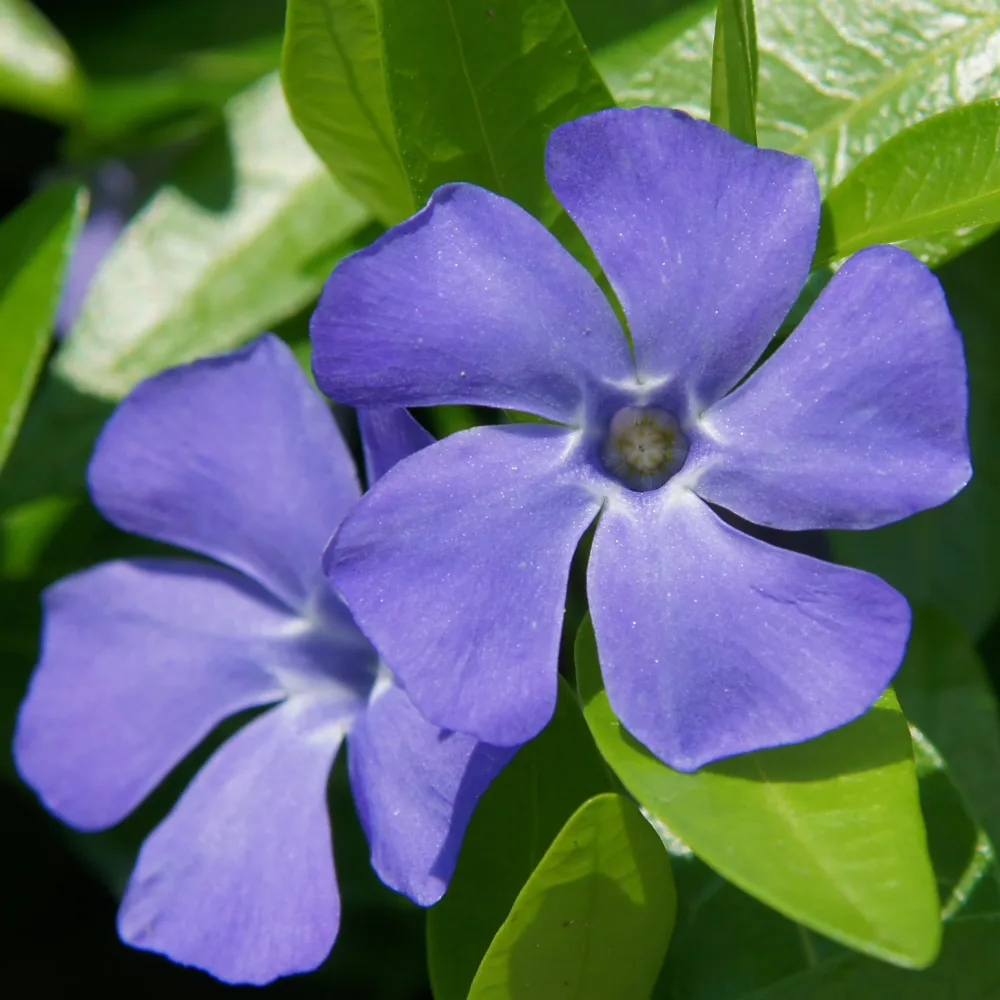 Grande pervenche Vinca major