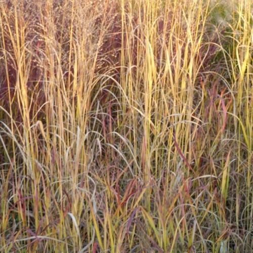 Panic érigé Hot Rod Panicum virgatum hot rod