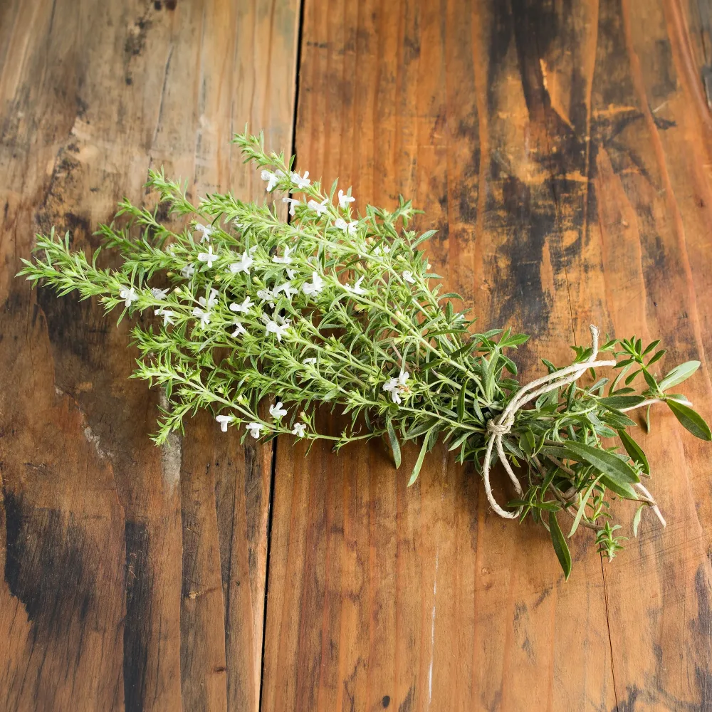 Sarriette commune Bio Satureja hortensis