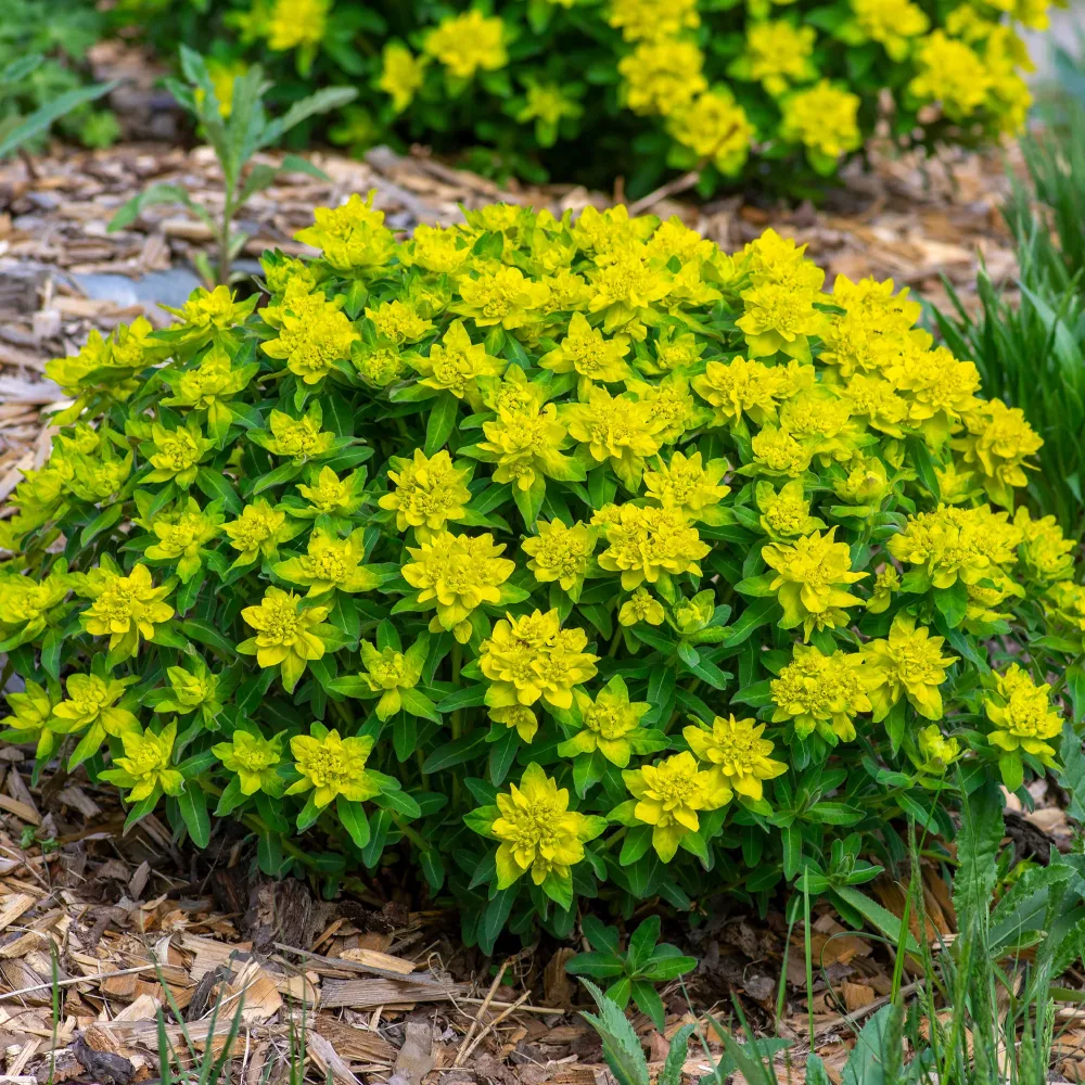 Euphorbe polychrome Euphorbia polychroma