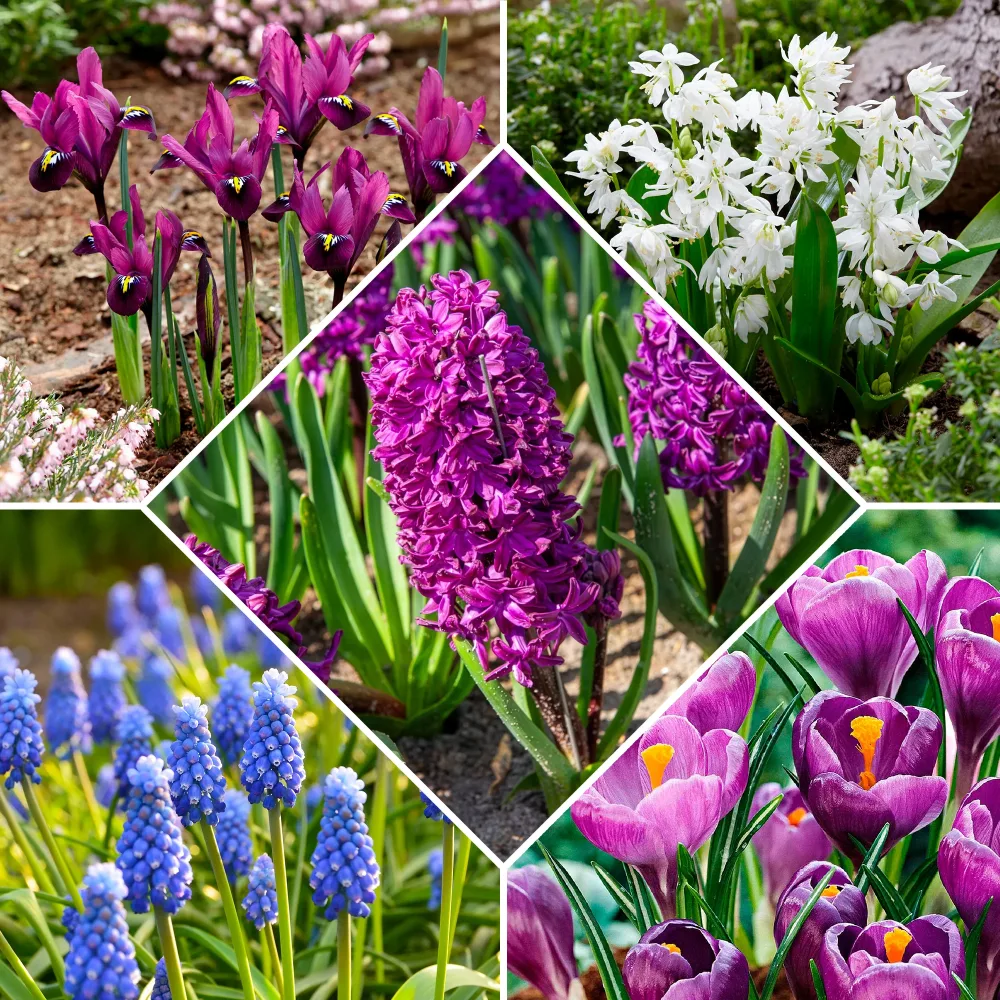 50 bulbes mellifères mauves et blancs Crocus Flower Record, Muscari ameniacum, Iris Purple Hill, Hyacinth Woodstock, Scilla siberica alba