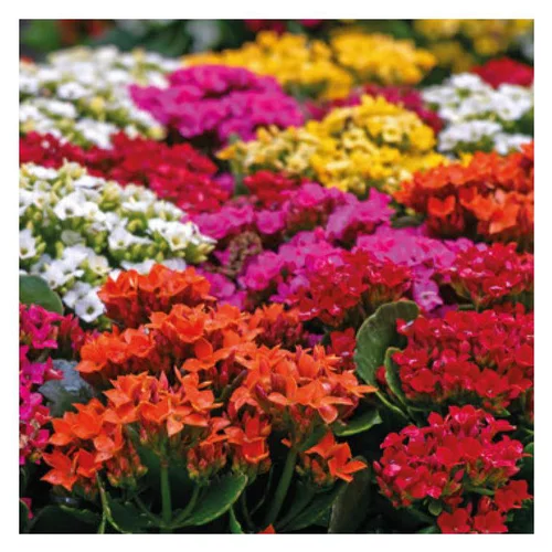 Kalanchoe à fleurs multicolores - La jardinière de 30 cm
