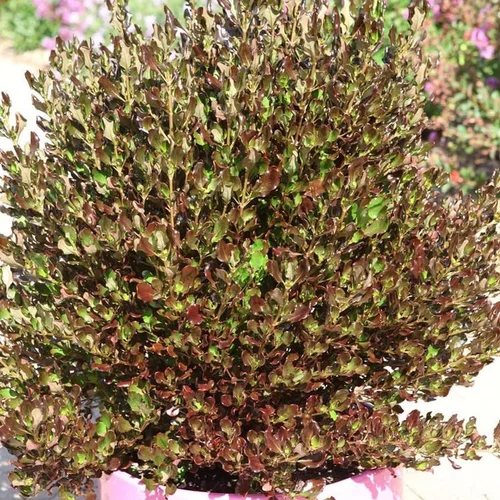 Coprosma Pacific Night. Le pot de 4 litres
