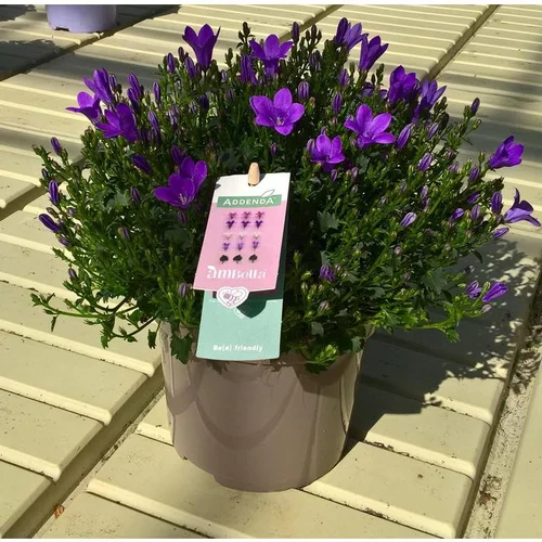 Campanule Intense Purple Ambella - Le pot de 0,5 litre