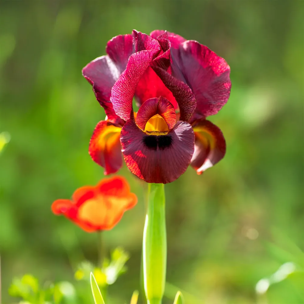 Iris de Louisiane Ann Chowning Iris louisiana Ann Chowning