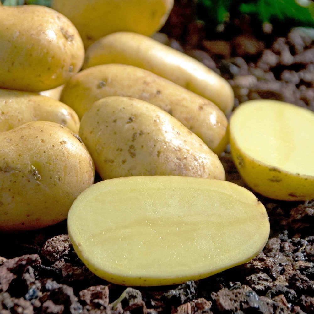 Pomme de terre Charlotte Solanum tuberosum charlotte
