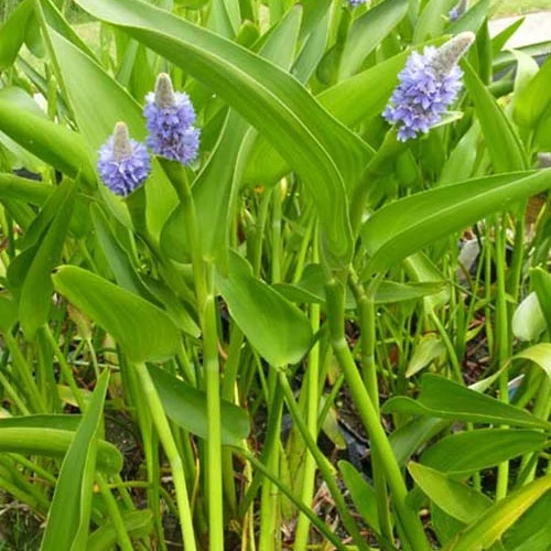 Pontédérie à feuilles lancéolées Pontederia lanceolata