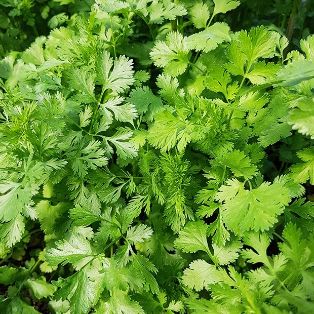 Coriandre Marino Bio Coriandrum sativum marino