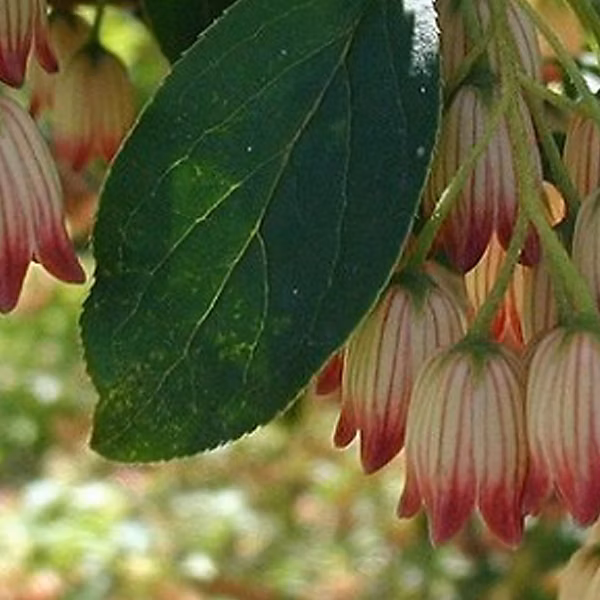 2 x Andromède campanulée – Enkianthus campanulatus, 40-50 cm pot