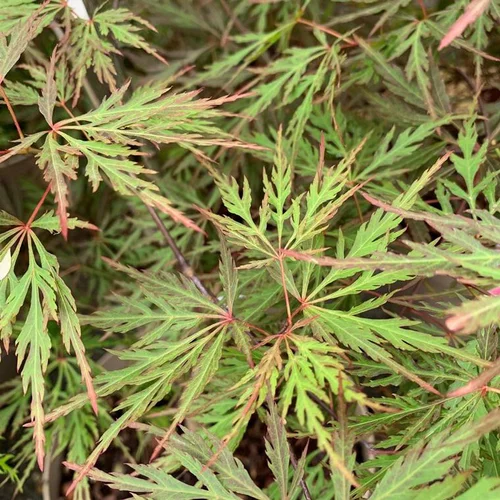 Erable du Japon Orangeola greffe 1/4 tige. Le pot de 10 litres