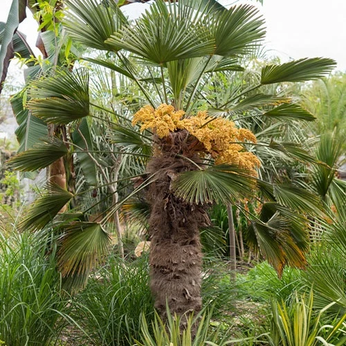 Collection de trois palmiers 'trachycarpus wagnerianus' Trachycarpus wagnerianus