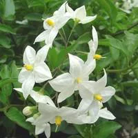 Solanum faux jasmin blanc. La suspension de 23 cm