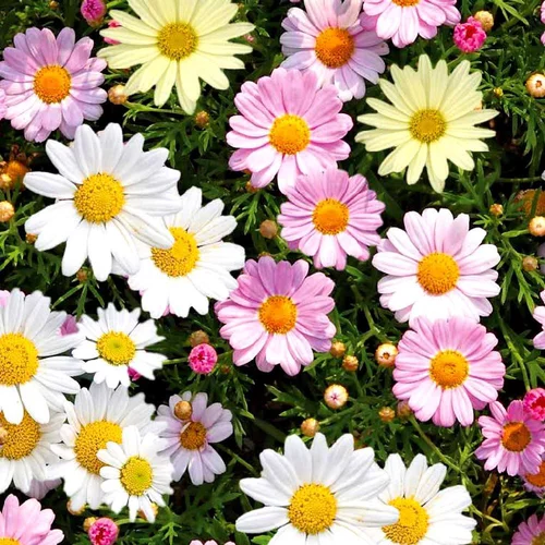 Anthemis Couleur. La coupe de 25 cm