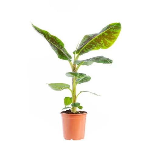 Musa Bananier pot Ø21xH120 cm