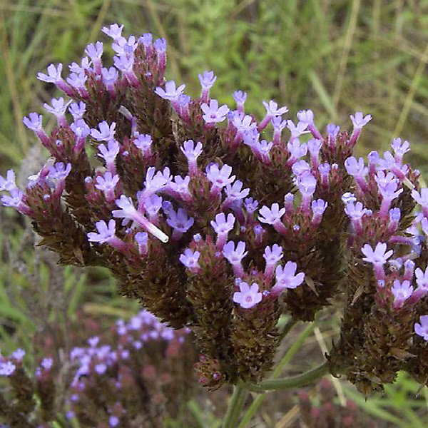 6 x Verveine de Buenos Aires – Verbena bonariensis, godet 9cm x 9cm