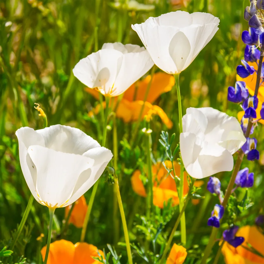 Pavot de Californie Ivory Castle Eschscholzia californica Ivory Castle