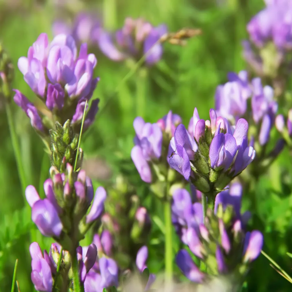 Luzerne Medicago sativa