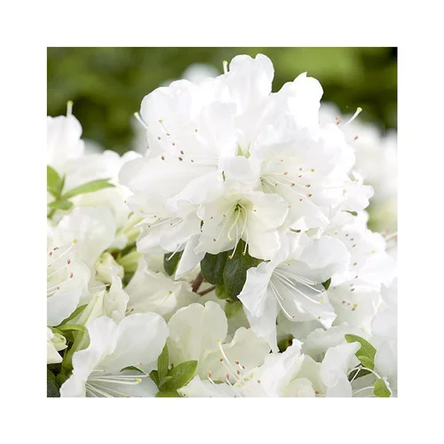 Azalea japonica dorothy haiden rose en pot de 5 L